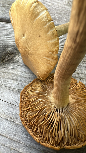 Agrocybe