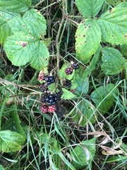 Rubus