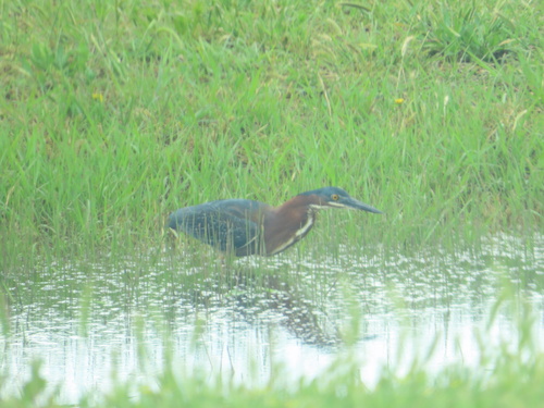 Green Heron photographed in Oklahoma