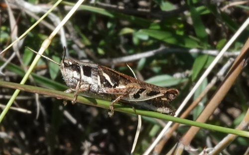 Catantops stramineus