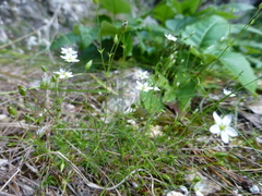Sabulina uralensis
