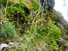 Sabulina uralensis