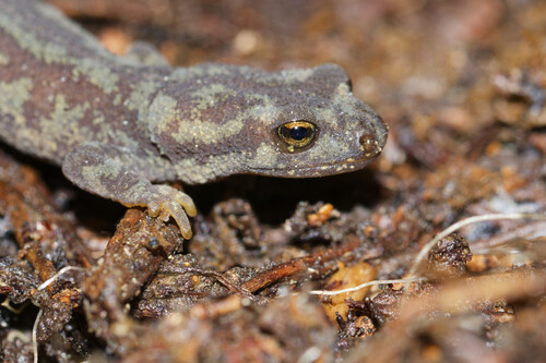 Corsican brook salamander, photo 6 of 7