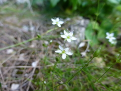 Sabulina uralensis