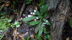 Staurogyne concinnula