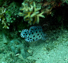 Chromileptes altivelis