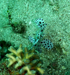 Chromileptes altivelis