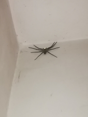 Heteropoda venatoria