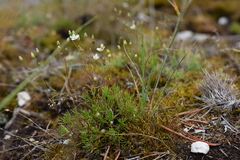 Sabulina uralensis