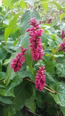 Bistorta amplexicaulis