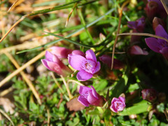 Gentianella columnae