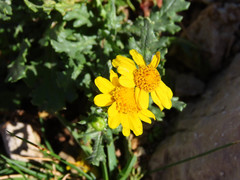 Senecio squalidus rupestris