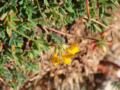 Coronilla vaginalis