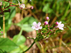 Valeriana montana