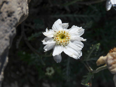 Achillea barrelieri