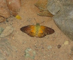 Augiades crinisus