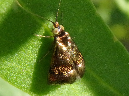 Nemophora laurella (Newman, 1855)