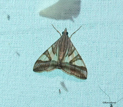 Agrioglypta