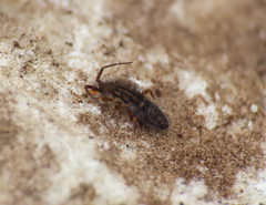 Orchesella quinquefasciata