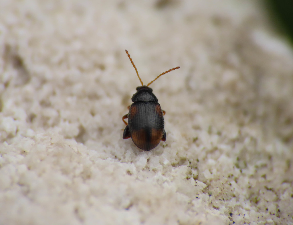 Belladonna Flea Beetle