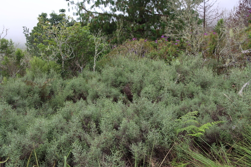 Escarpment Snakebush (Seriphium burrowsiorum)