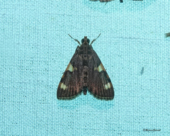 Rehimena