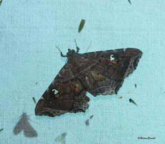 Episparis liturata