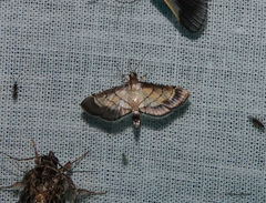 Cnaphalocrocis