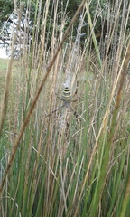 Argiope bruennichi