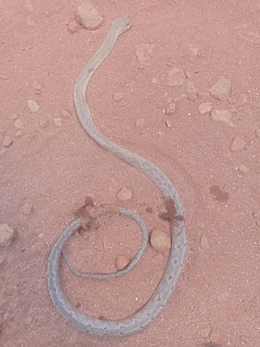 Thamnodynastes sertanejo