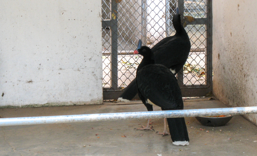 Horned Curassow (Pauxi unicornis), photo 1