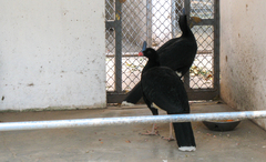 Horned Curassow photo 1