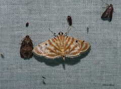 Notarcha