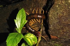 Scolopendrinae