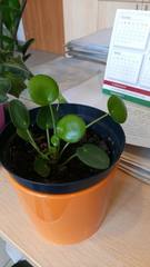 Pilea peperomioides