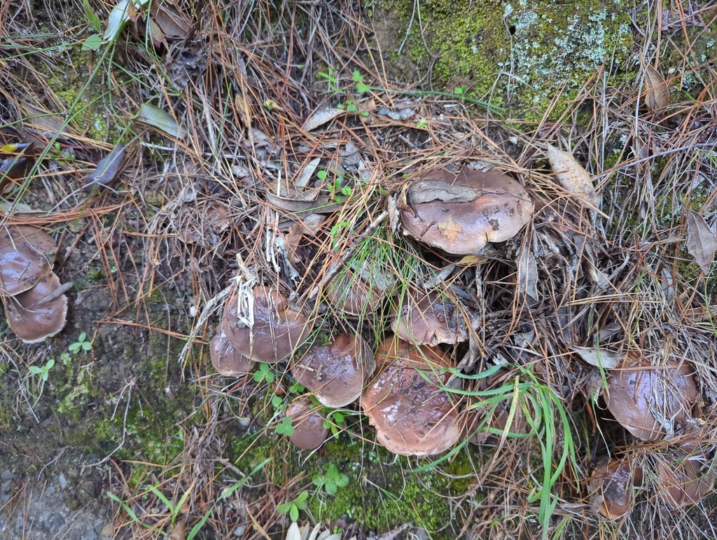 Suillus pungens · May 2025 · photo: © pdbellbutler (iNaturalist, cc-by)