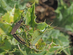 Agapanthia annularis