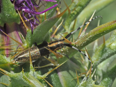 Agapanthia suturalis