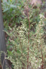 Artemisia verlotiorum