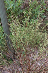 Artemisia verlotiorum