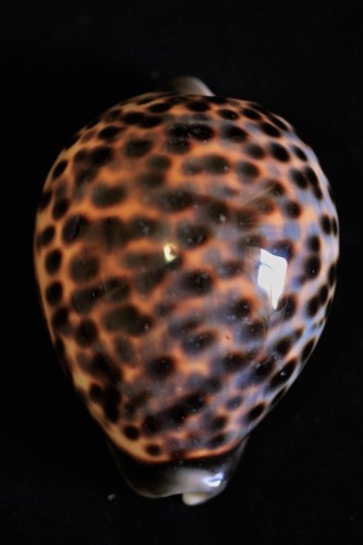 Tiger Cowry