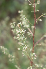 Artemisia verlotiorum