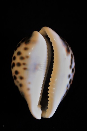 Tiger Cowry