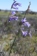 Ixia rapunculoides