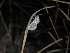 Cynaeda dentalis