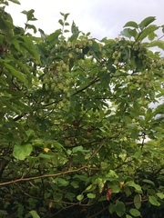 Humulus lupulus