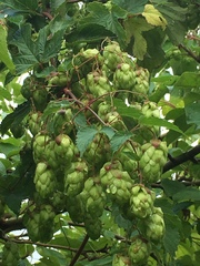 Humulus lupulus