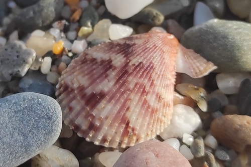 Variegated Scallop