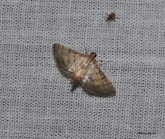 Cnaphalocrocis