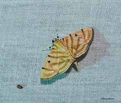 Notarcha tigrina